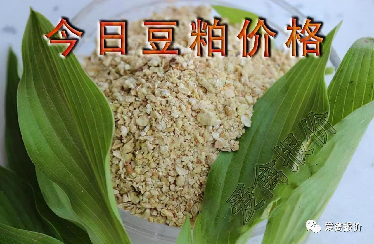 豆粕最新报价动态及市场分析